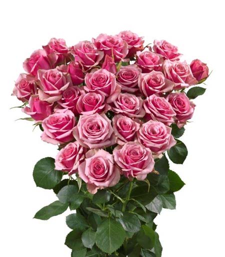 ROSE BR. ALEXIN 50
